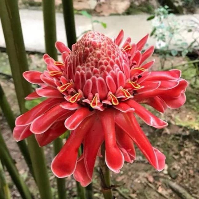 Porcelain rose seeds-Etlingera elatior-Torch Ginger
