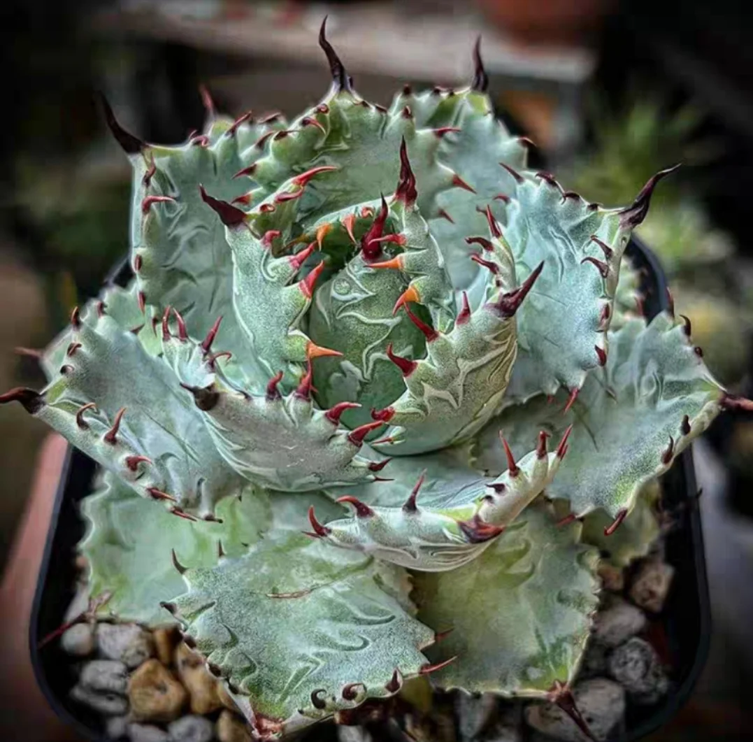 plant Aeonium Echeveria Haworthia  Caudex  Lithops Cactus  Agave 