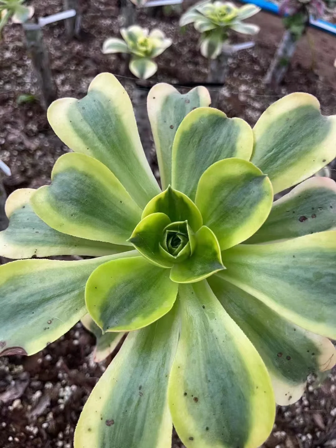 plant Aeonium Echeveria Haworthia  Caudex  Lithops Cactus  Agave 