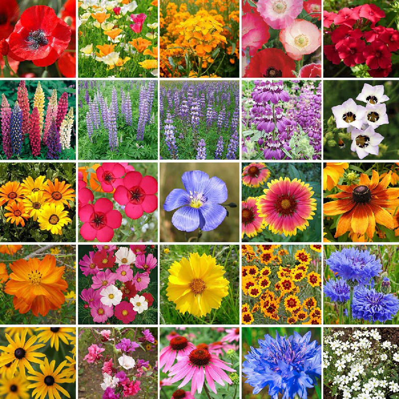 Southwest Wildflower Seed Mix Jonyparkseed®