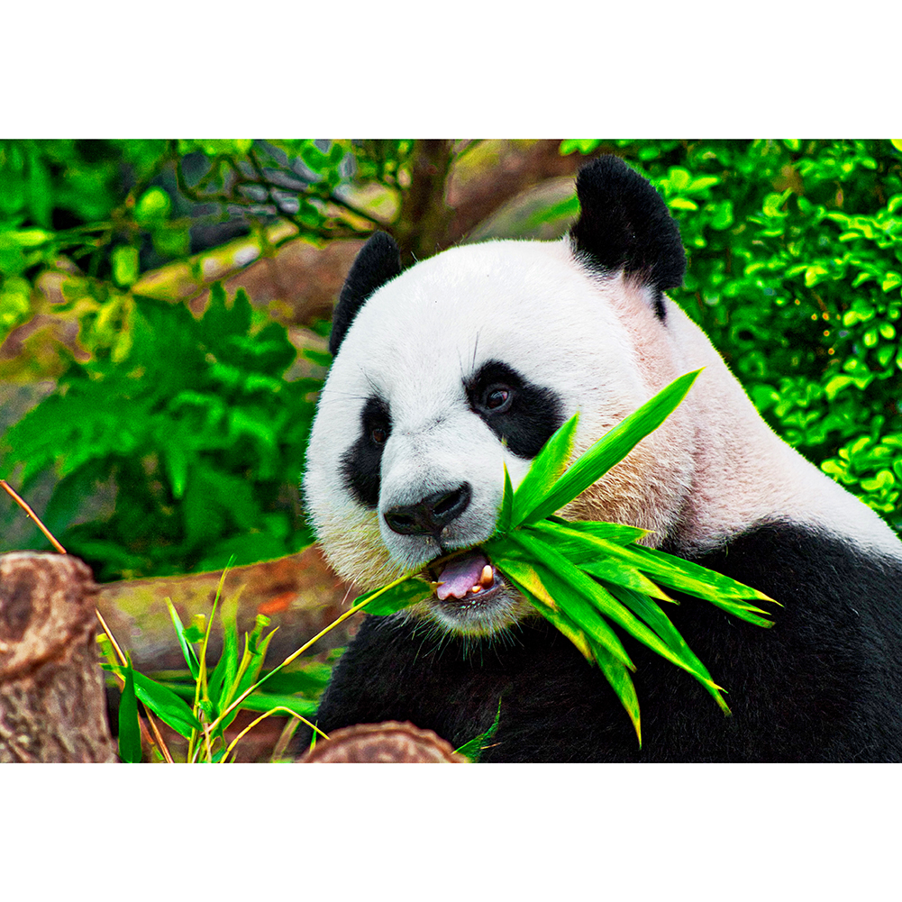 

Eating Panda - 1000 Pieces Jigsaw Puzzle, 501 Original