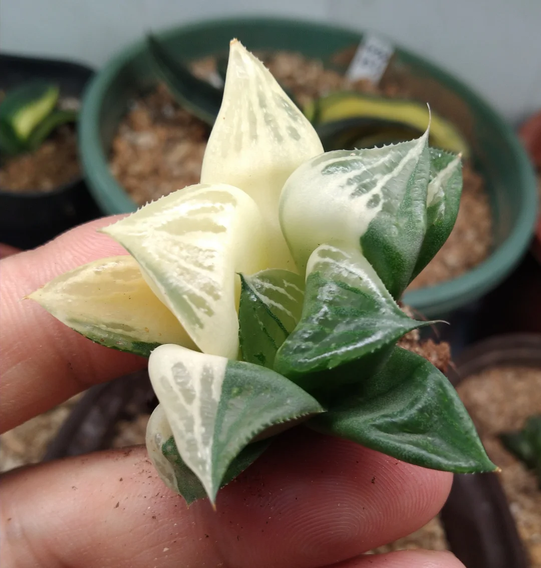 969. Haworthia Pattaya hybrid seedlings 5cm/ Haworthia / Succulent plants / Garden landscape / Carefully select healthy plants