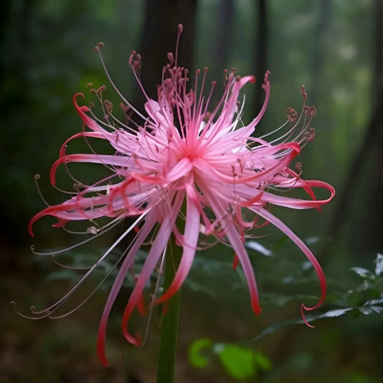 Spider Lily Bulbs-Multicolor🌈