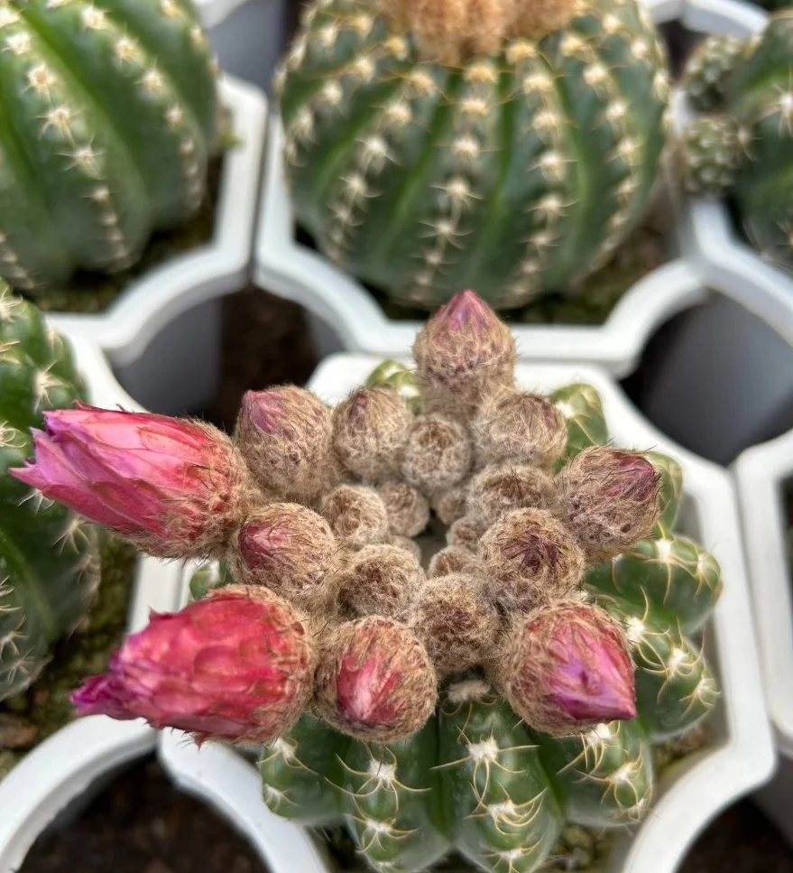 plant Aeonium Echeveria Haworthia  Caudex  Lithops Cactus  Agave 