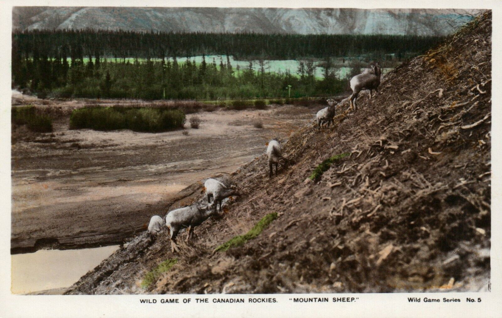 Mountain Sheep Wild Game Canadian Rockies Hand Colored Real Photo Poster painting RPPC Postcard