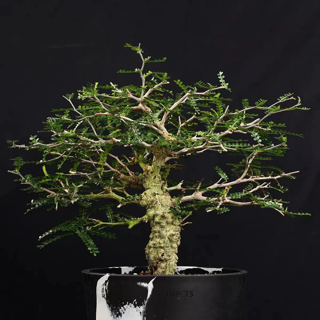 py2. Operculicarya pachypus  16.5cmbasin / Caudex / Succulent plants / Garden landscape / Carefully select healthy plants