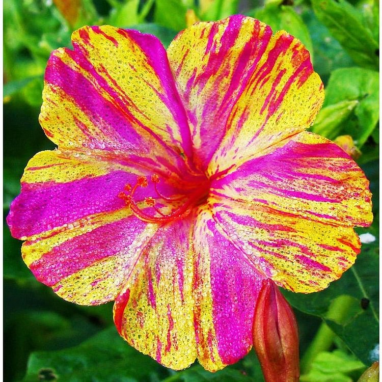 Marvel of Peru Four O' Clock Seeds | Garden Flower Broken Color Changing Transform Pink Rainbow Plant Leaf Seed 2022 Season Fast Shipping