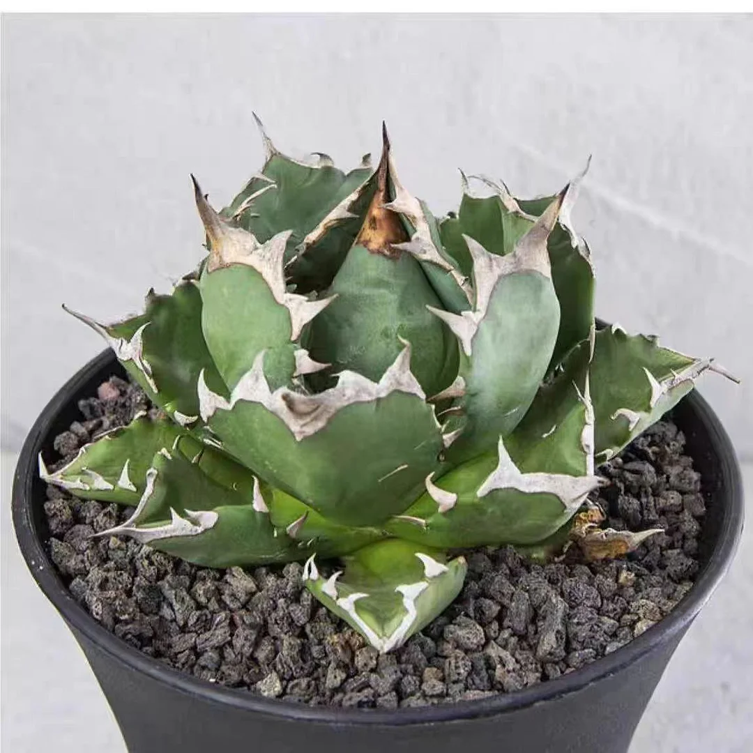 abld20.Agave Titanota Dwarf  7cm/Agave plants/ Succulent plants / Garden landscape / Carefully select healthy plants