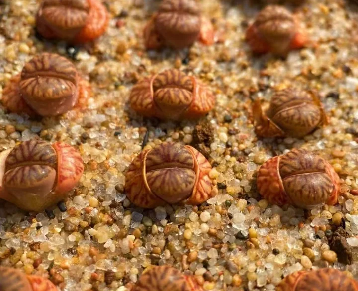 plant Aeonium Echeveria Haworthia  Caudex  Lithops Cactus  Agave 