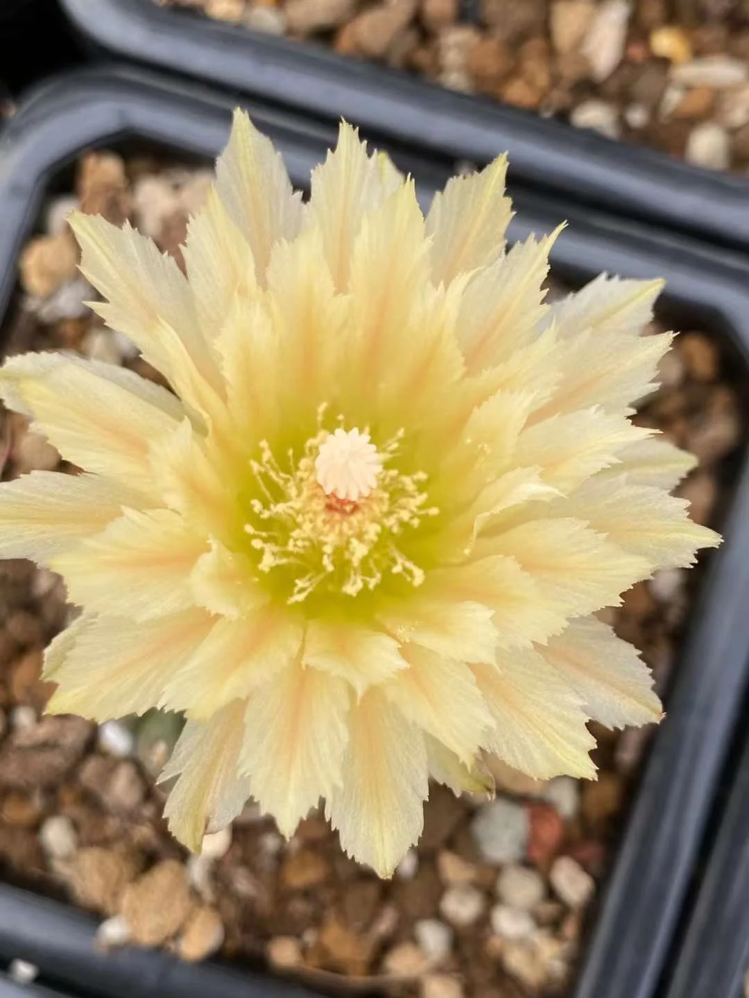 plant Aeonium Echeveria Haworthia  Caudex  Lithops Cactus  Agave 