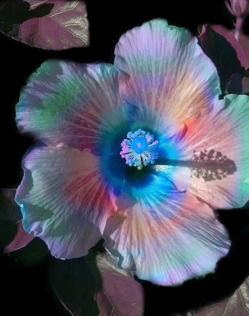 Giant Ombre Hibiscus Flowers Seeds