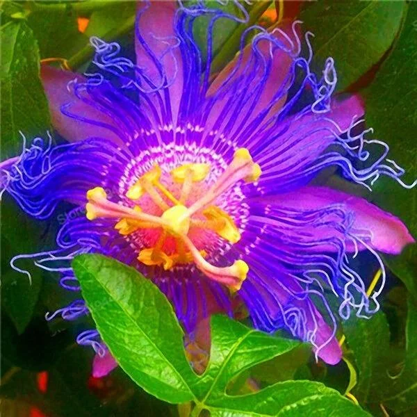 Egrow 50Pcs/Pack Passion Flower Seeds Garden Rare Passiflora Incarnata