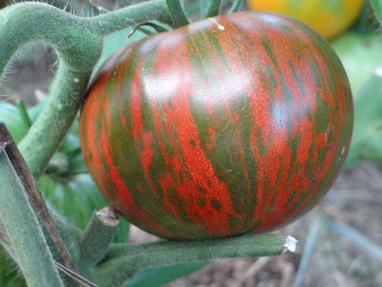 Rare Organic Vegetable Tomato Seeds "Black Zebra" (Lycopersicon esculentum Mill)