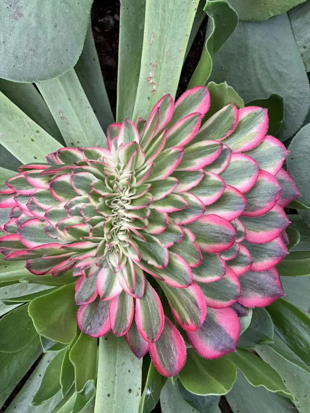 213.Qing cheng crested cutting 6cm/ Aeonium crested/ Aeonium plants / Garden landscape / Carefully select healthy plants