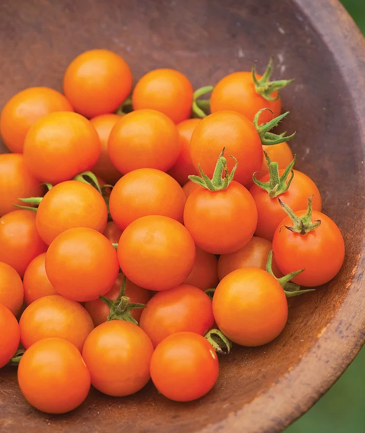 Sungold Tomato,Cherry Tomato Seeds