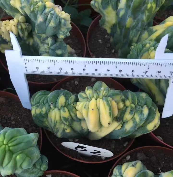 plant Aeonium Echeveria Haworthia  Caudex  Lithops Cactus  Agave 