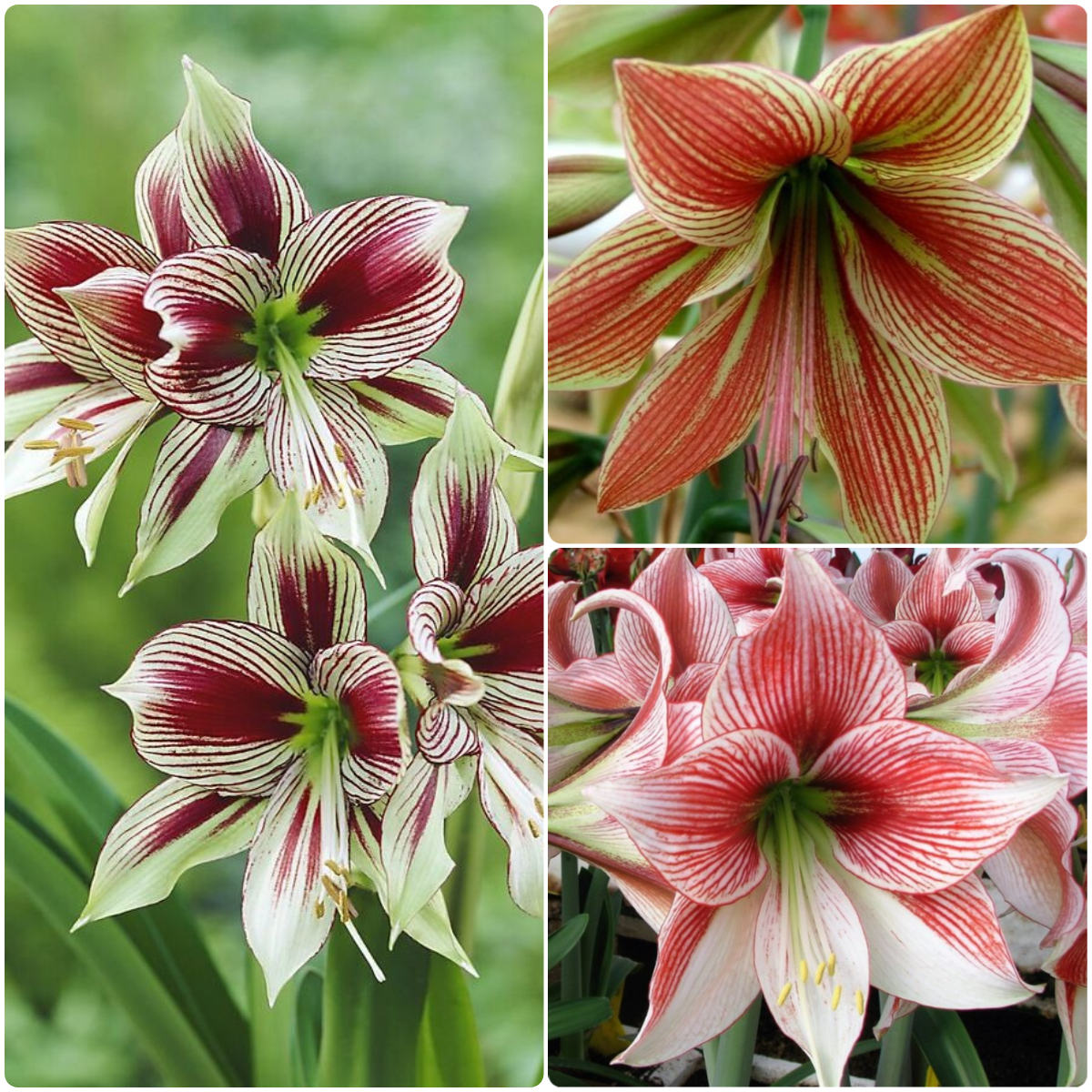 Amaryllis Bulbs Jonyparkseed®