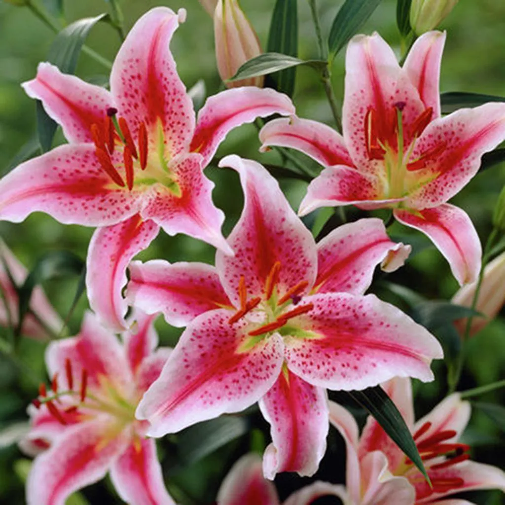🌸 Rare Color Lily Bulbs– Blooms of Elegance and Grace 🌸