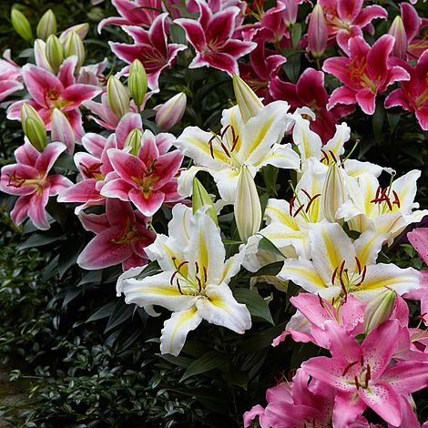 Perfume Liliy Seeds Flower Garden Plant