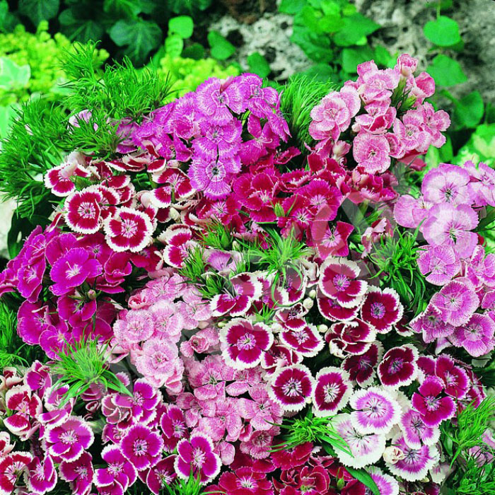 Wee Willie Dwarf Sweet William Mixed Color Seeds Jonyparkseed®