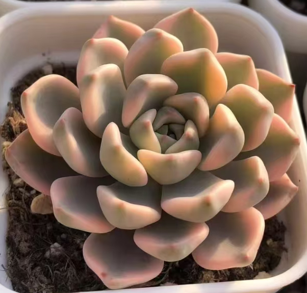 plant Aeonium Echeveria Haworthia  Caudex  Lithops Cactus  Agave 