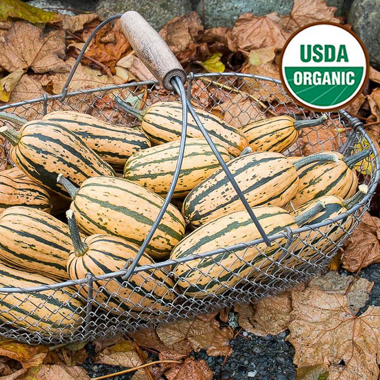 Honey Boat Delicata Squash Pumpkin Seeds