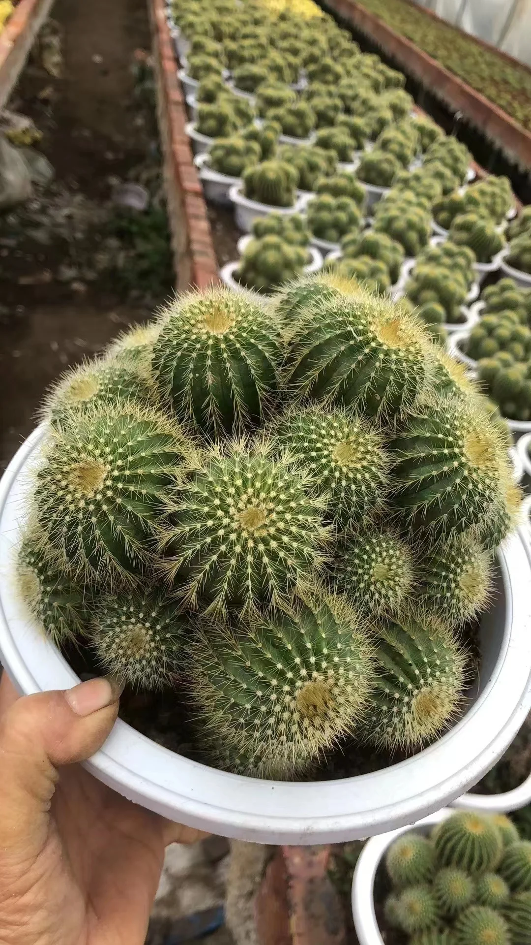 plant Aeonium Echeveria Haworthia  Caudex  Lithops Cactus  Agave 