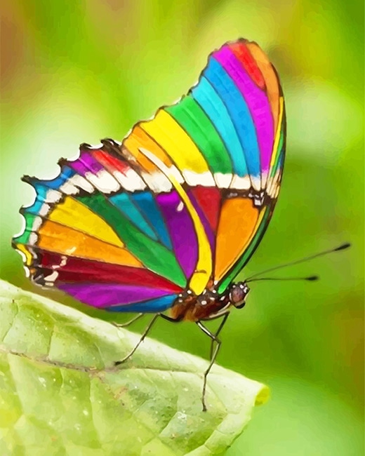 

Beautiful Rainbow Butterfly – Paint By Numbers - 40*50CM, 501 Original