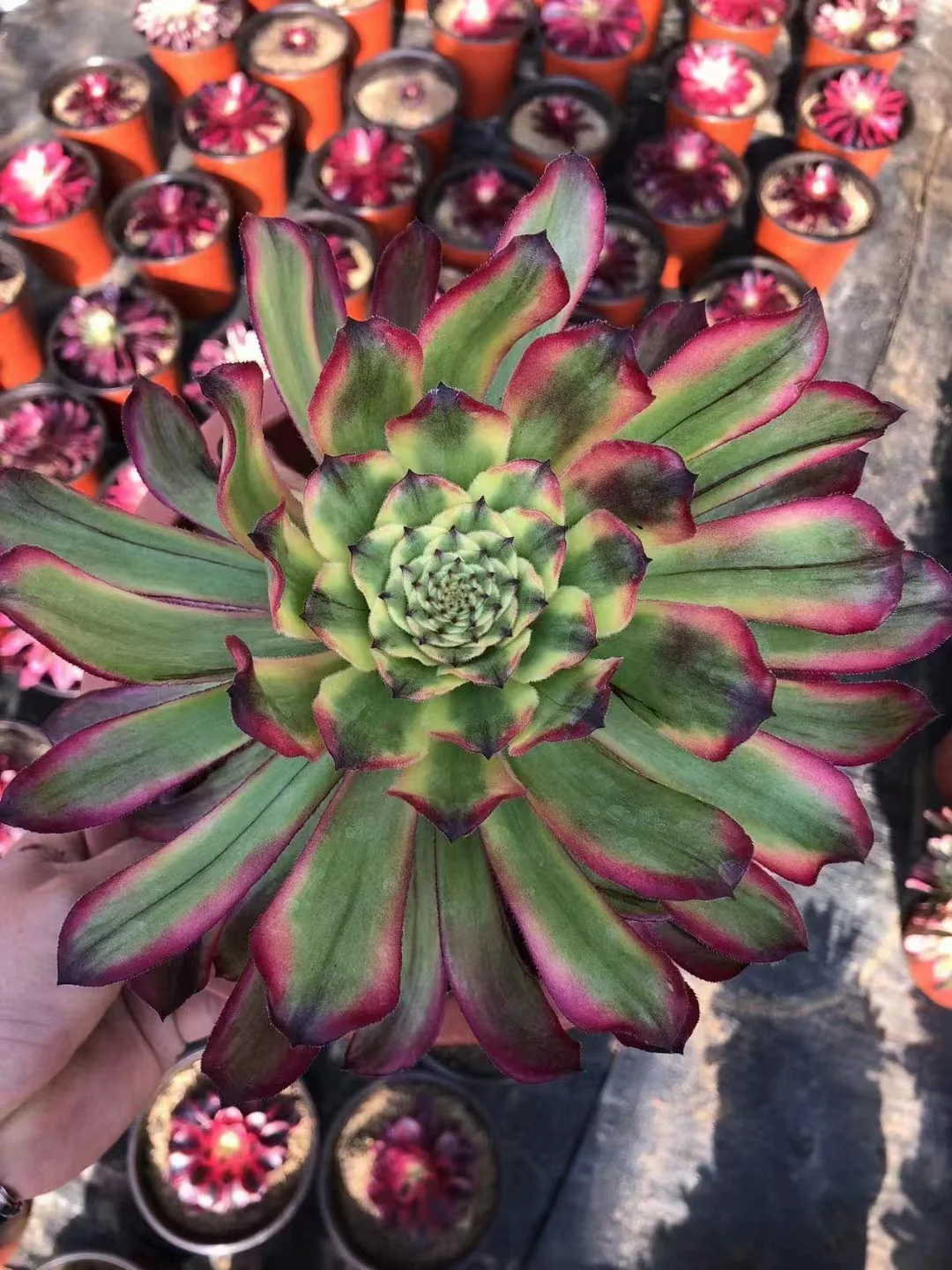 plant Aeonium Echeveria Haworthia  Caudex  Lithops Cactus  Agave 