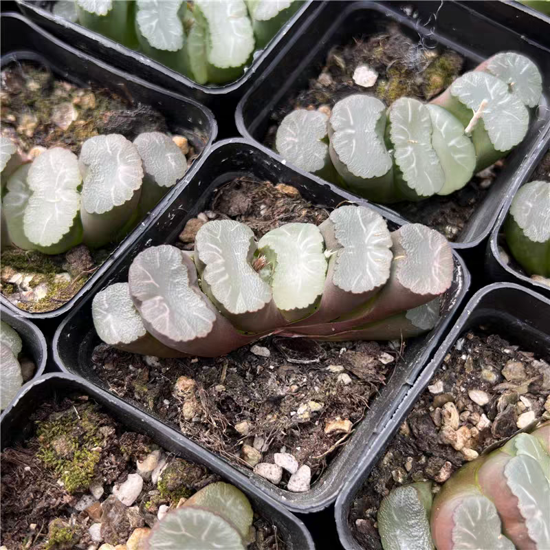 bjbm26. Haworthia truncata Hakua 4-5cm/Haworthia/ Succulent plants / Garden landscape / Carefully select healthy plants