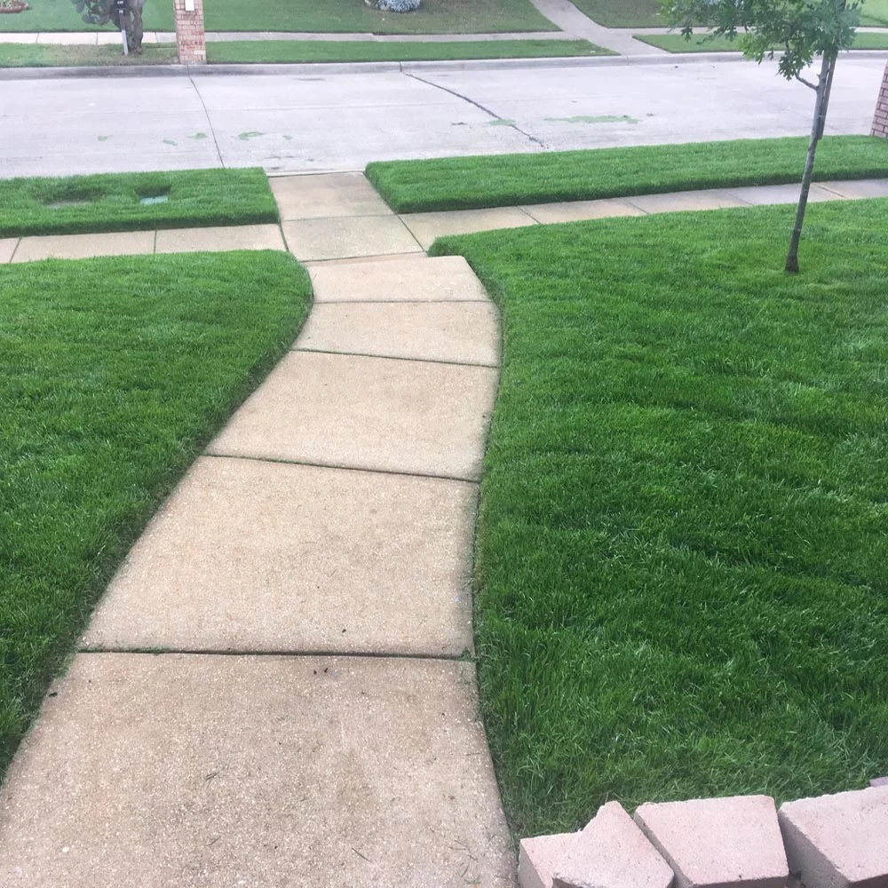 Kentucky Bluegrass - Midnight