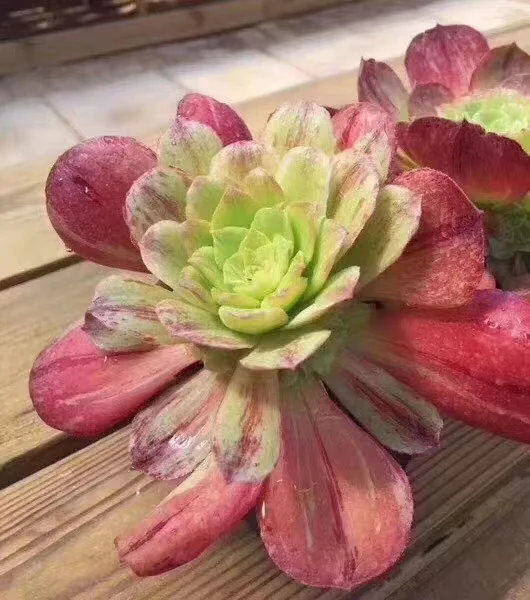 207. Aeonium canariense variation single head and cutting / Aeonium plants / Garden landscape / Carefully select healthy plants