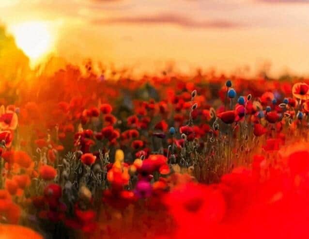 

Poppy Field – Paint By Numbers - 40*50CM, 501 Original