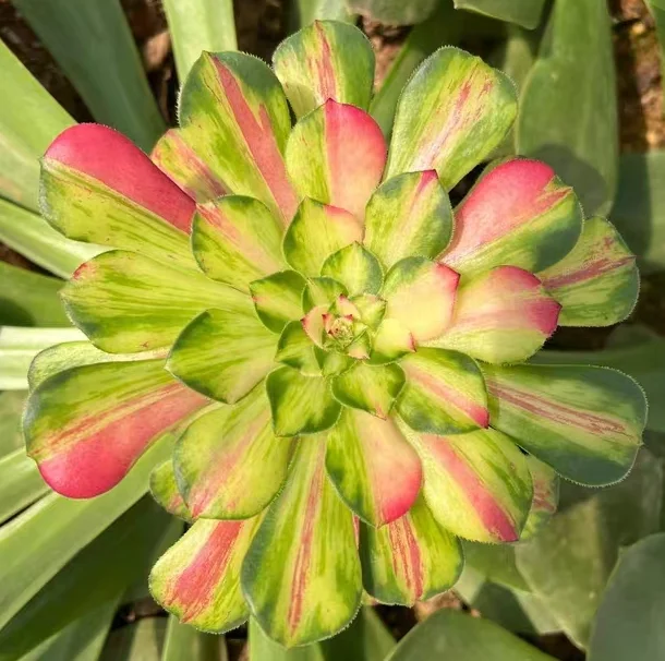 plant Aeonium Echeveria Haworthia  Caudex  Lithops Cactus  Agave 