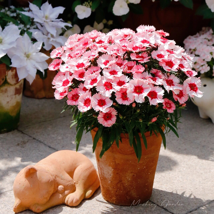 Mixed Dianthus/Sweet William Seed