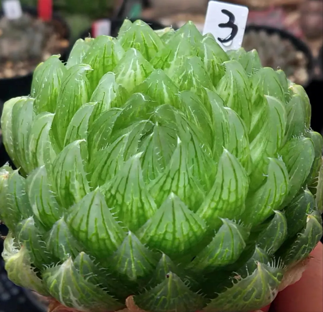 plant Aeonium Echeveria Haworthia  Caudex  Lithops Cactus  Agave 