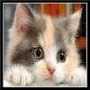 Cute Cat  | Full Round Diamond Painting Kits