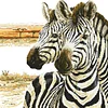 Zebra - 9CT Partial Beaded Cross Stitch Kit(62x62cm)