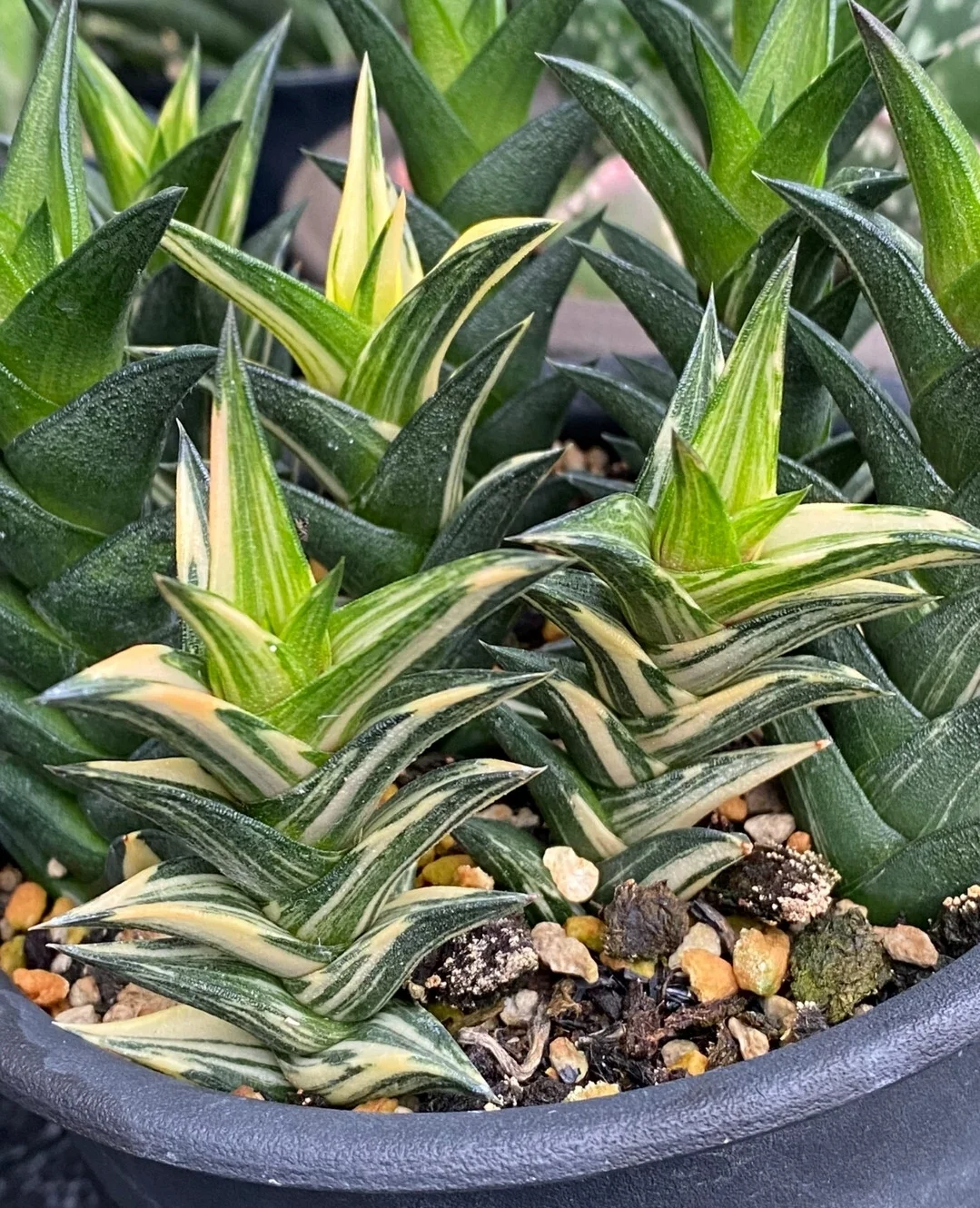 plant Aeonium Echeveria Haworthia  Caudex  Lithops Cactus  Agave 