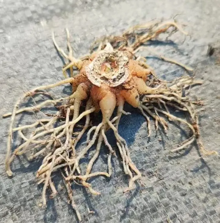 plant Aeonium Echeveria Haworthia  Caudex  Lithops Cactus  Agave 