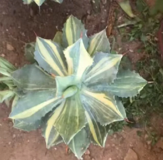 plant Aeonium Echeveria Haworthia  Caudex  Lithops Cactus  Agave 