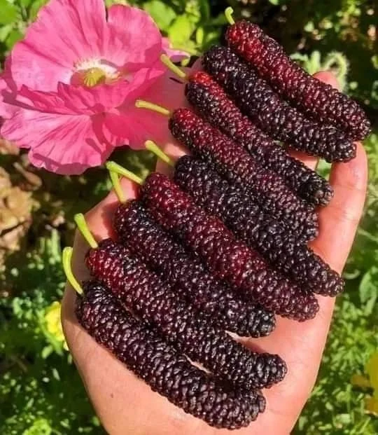 Four seasons long fruit mulberry seeds