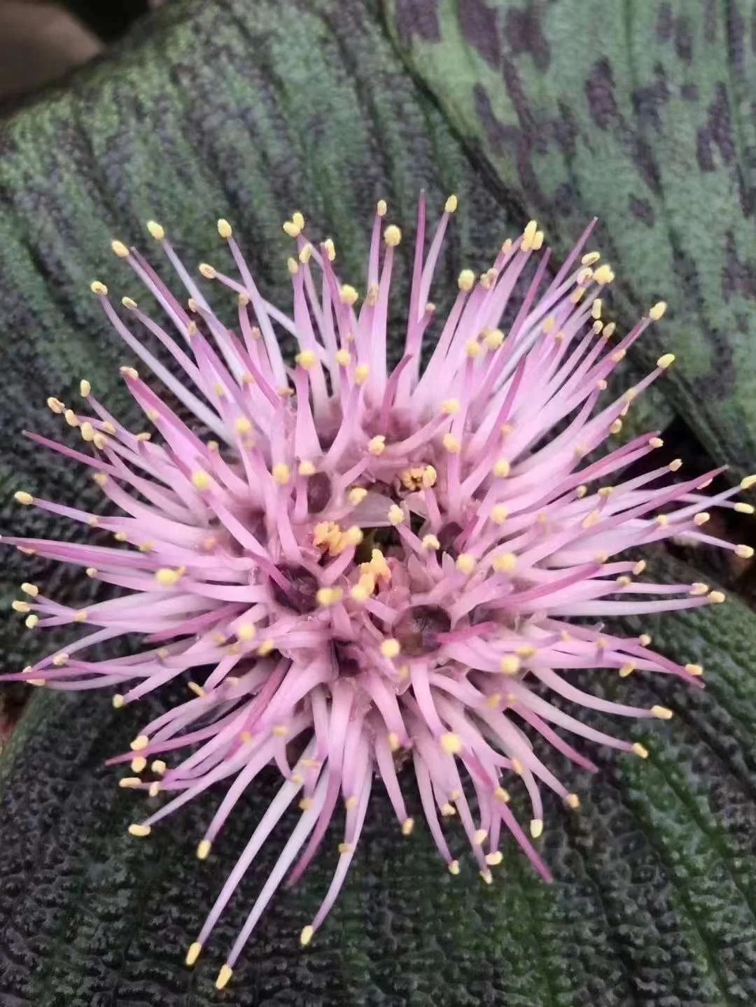 plant Aeonium Echeveria Haworthia  Caudex  Lithops Cactus  Agave 