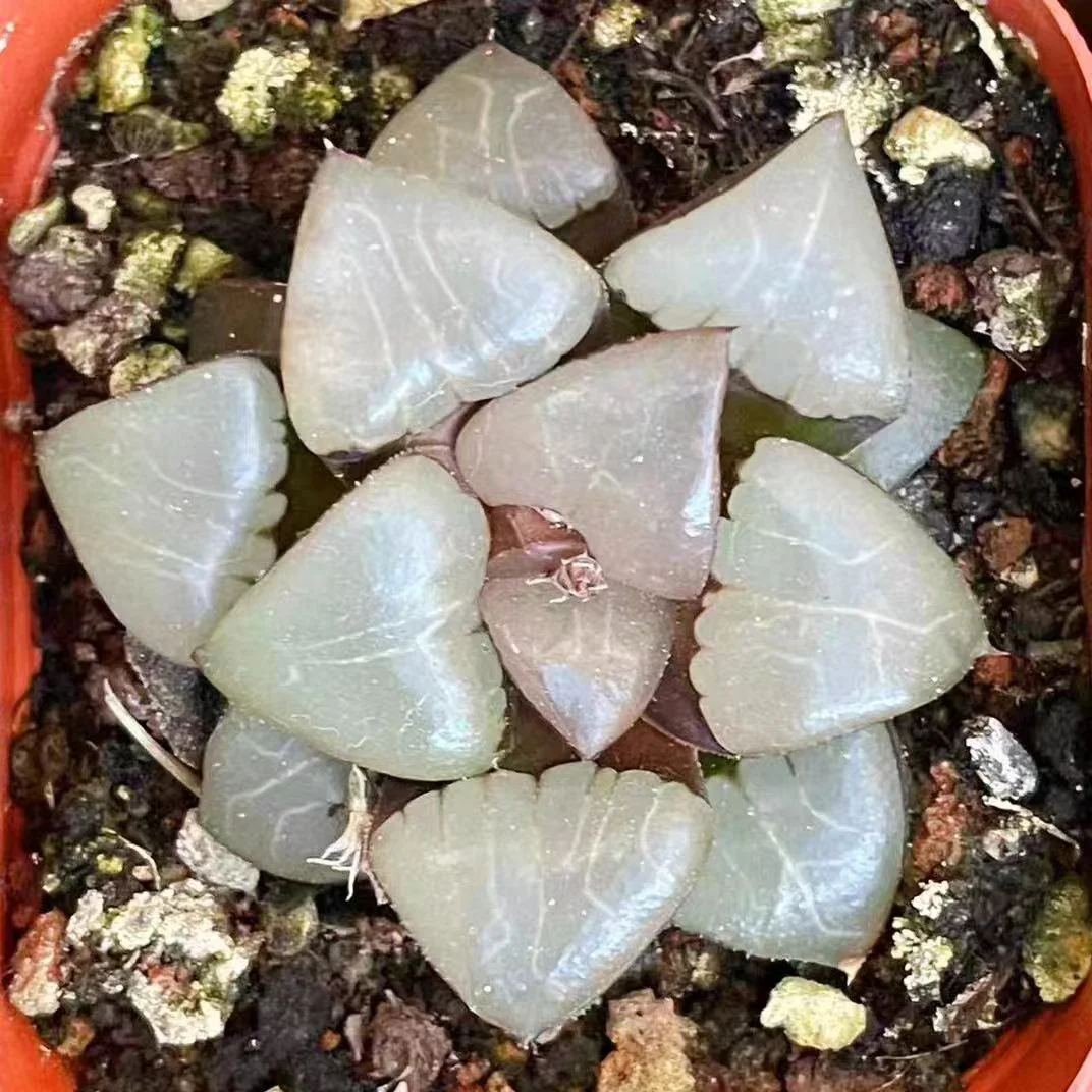 ky8.Haworthia Correcta Athena 5cm/ Haworthia / Succulent plants / Garden landscape / Carefully select healthy plants