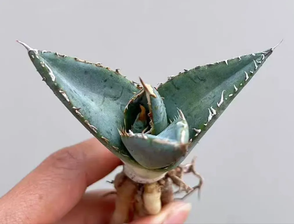 plant Aeonium Echeveria Haworthia  Caudex  Lithops Cactus  Agave 