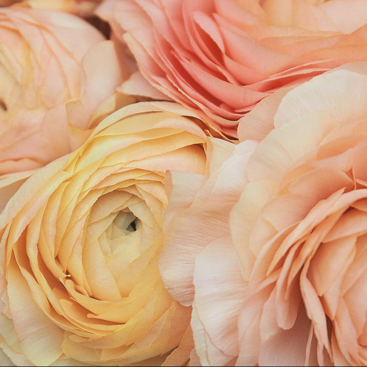 Ranunculus Highline Wedding Pastels Flower | X 20 Seeds