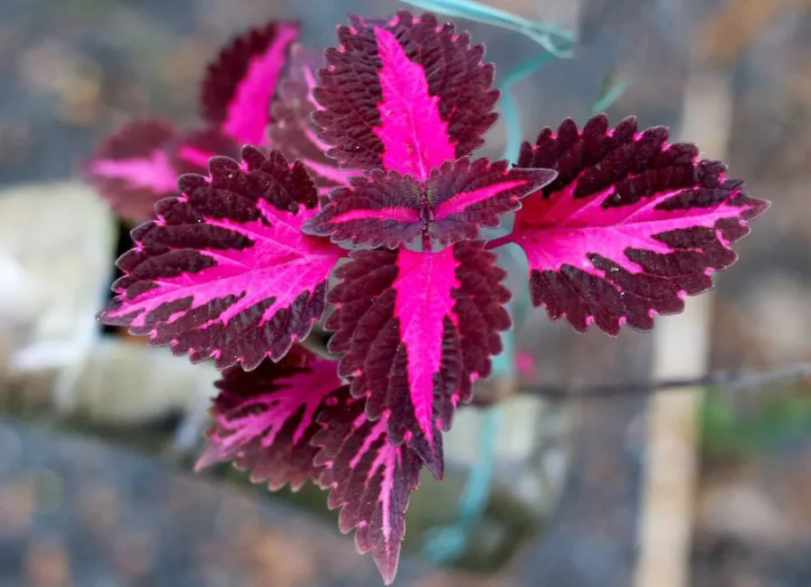 Coleus 'China Rose'