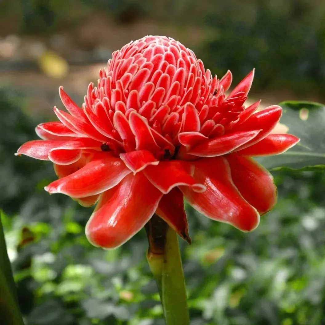 Porcelain rose seeds-Etlingera elatior-Torch Ginger