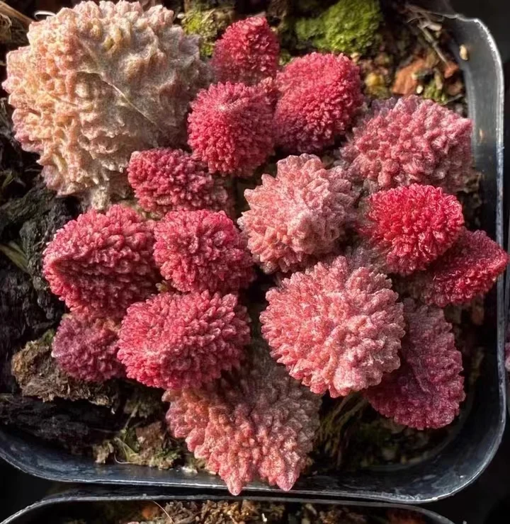 plant Aeonium Echeveria Haworthia  Caudex  Lithops Cactus  Agave 