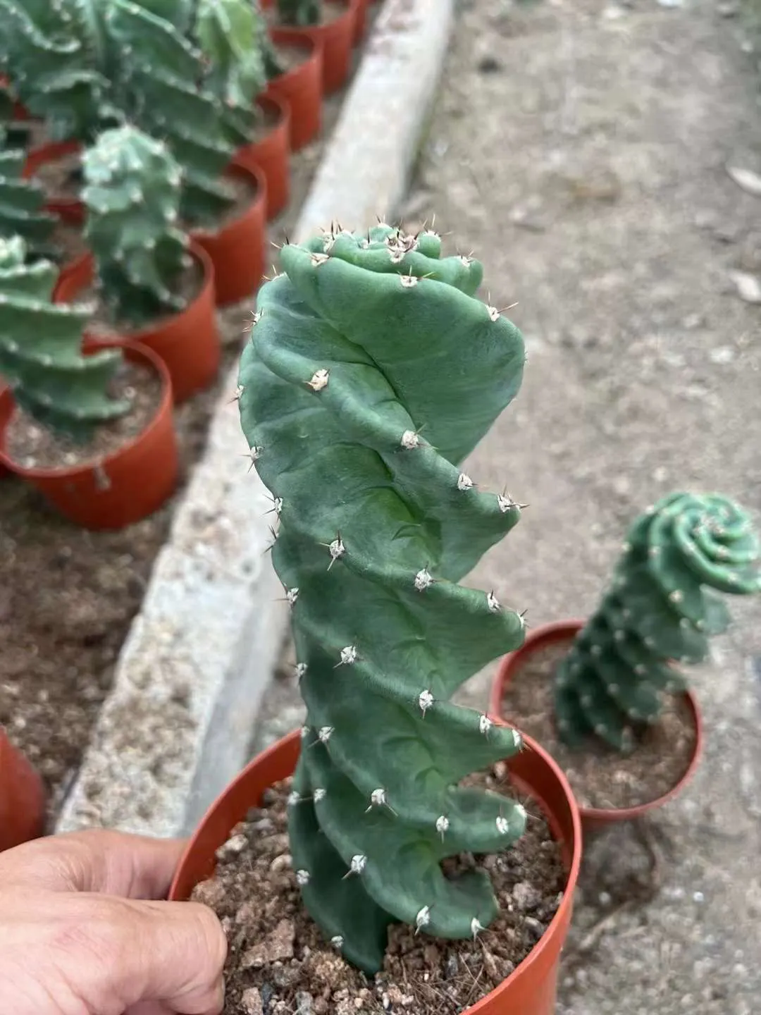 plant Aeonium Echeveria Haworthia  Caudex  Lithops Cactus  Agave 